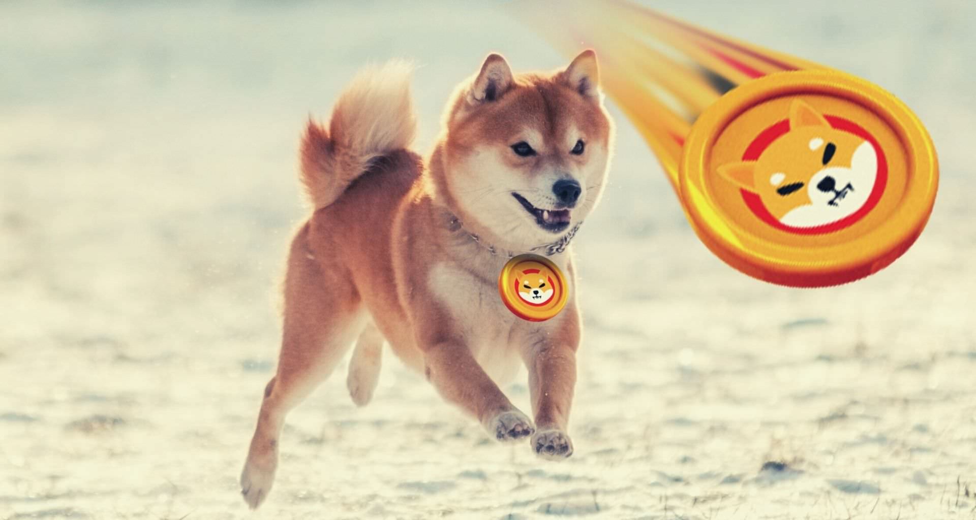 Procommun_Shiba-Token-Investment_featured_image
